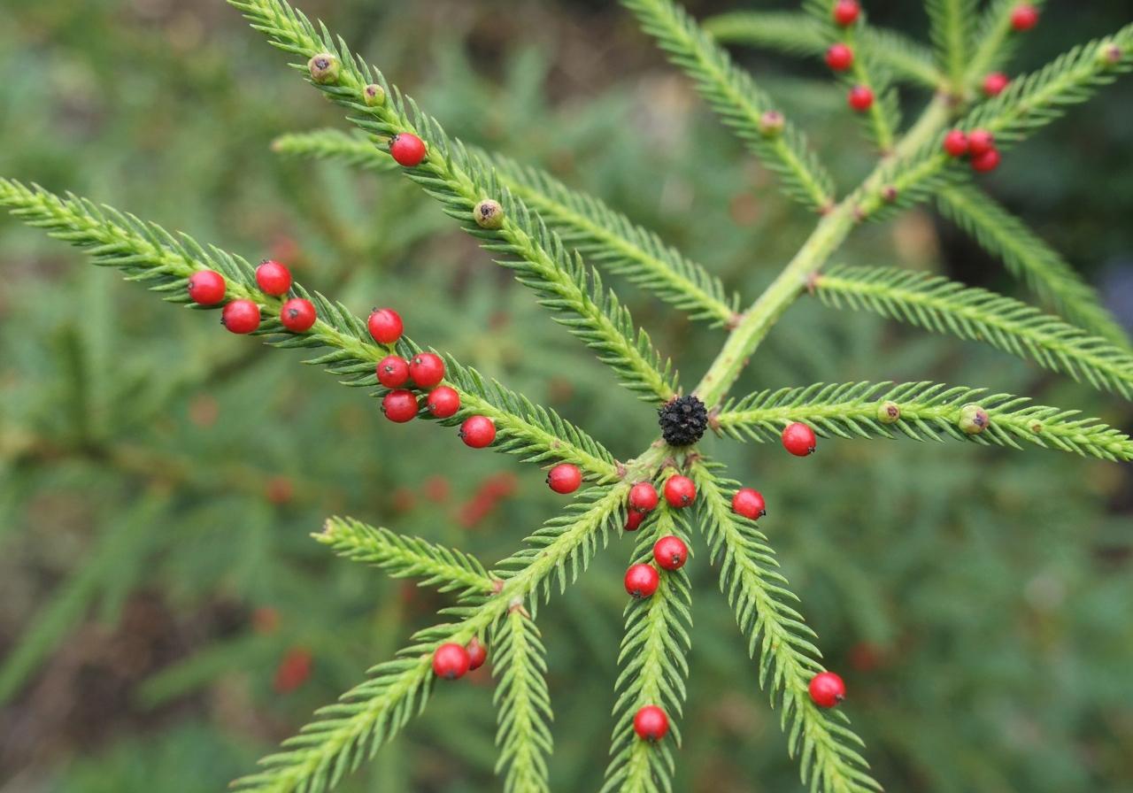 Rameaux d'if avec arilles rouges isolées et aiguilles