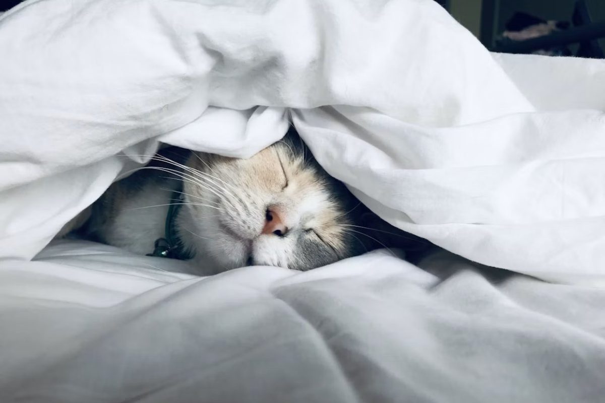Chat endormi sous une couette blanche
